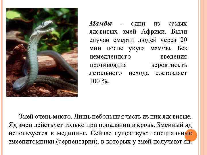 Медуница змея ядовитая или нет фото