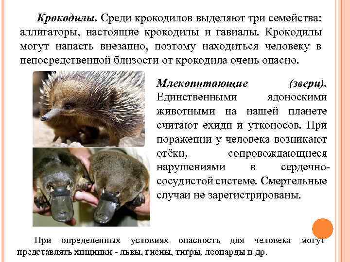 Крокодилы. Среди крокодилов выделяют три семейства: аллигаторы, настоящие крокодилы и гавиалы. Крокодилы могут напасть