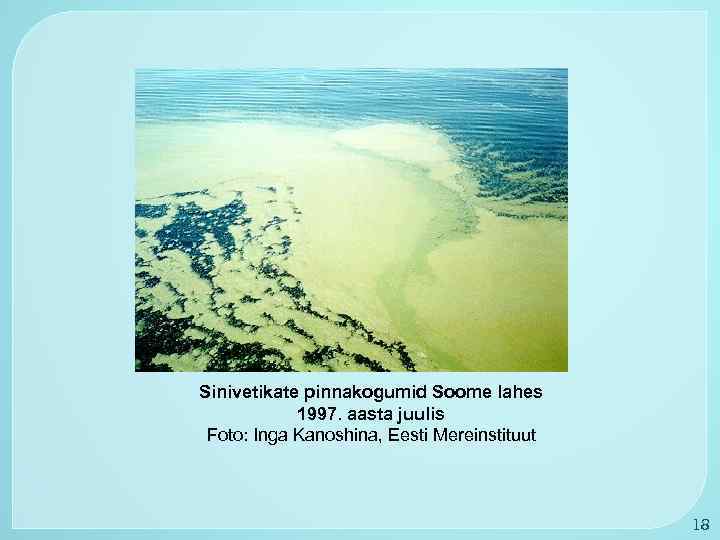 Sinivetikate pinnakogumid Soome lahes 1997. aasta juulis Foto: Inga Kanoshina, Eesti Mereinstituut 18 