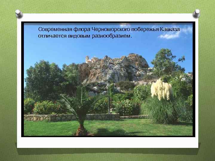 Современная флора Черноморского побережья Кавказа отличается видовым разнообразием. 