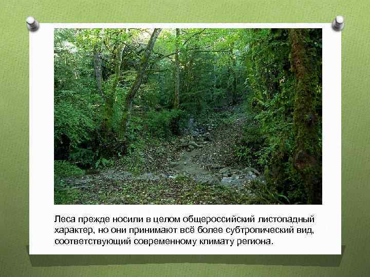 Леса прежде носили в целом общероссийский листопадный характер, но они принимают всё более субтропический