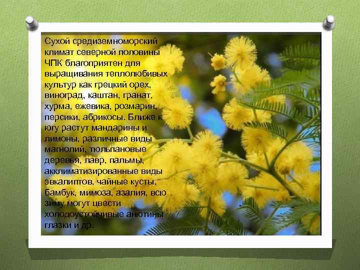 Сухой средиземноморский климат северной половины ЧПК благоприятен для выращивания теплолюбивых культур как грецкий орех,
