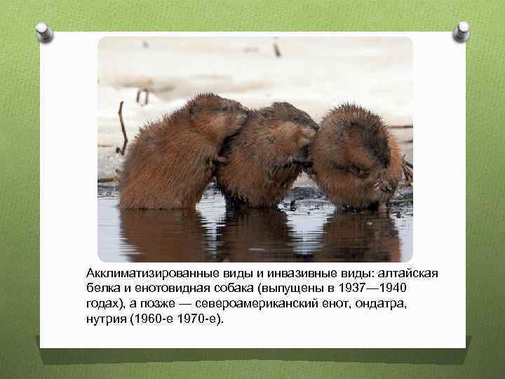 Акклиматизированные виды и инвазивные виды: алтайская белка и енотовидная собака (выпущены в 1937— 1940