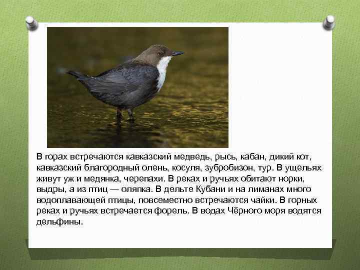 В горах встречаются кавказский медведь, рысь, кабан, дикий кот, кавказский благородный олень, косуля, зубробизон,