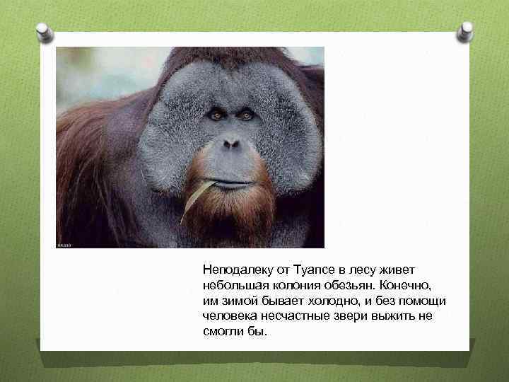 Неподалеку от Туапсе в лесу живет небольшая колония обезьян. Конечно, им зимой бывает холодно,