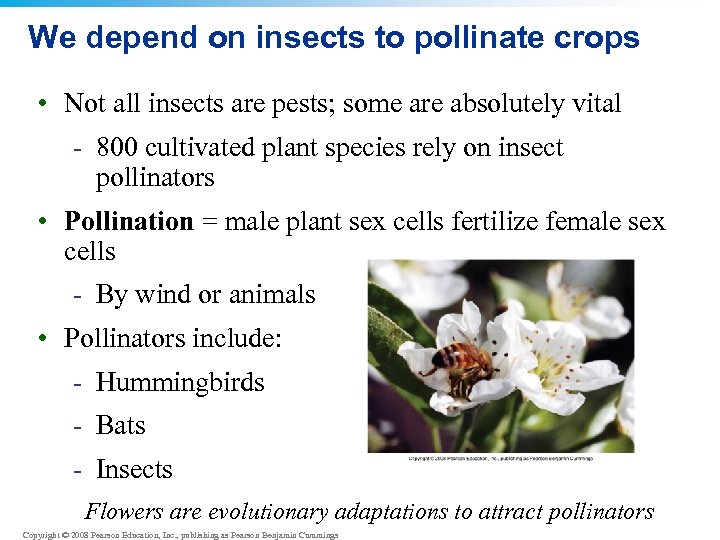 We depend on insects to pollinate crops • Not all insects are pests; some