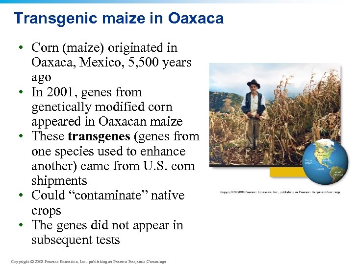 Transgenic maize in Oaxaca • Corn (maize) originated in Oaxaca, Mexico, 5, 500 years