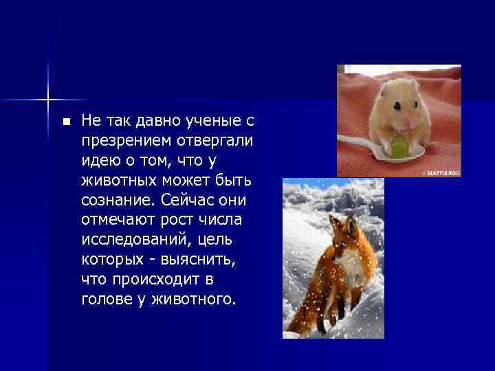 n Не так давно ученые с презрением отвергали идею о том, что у животных