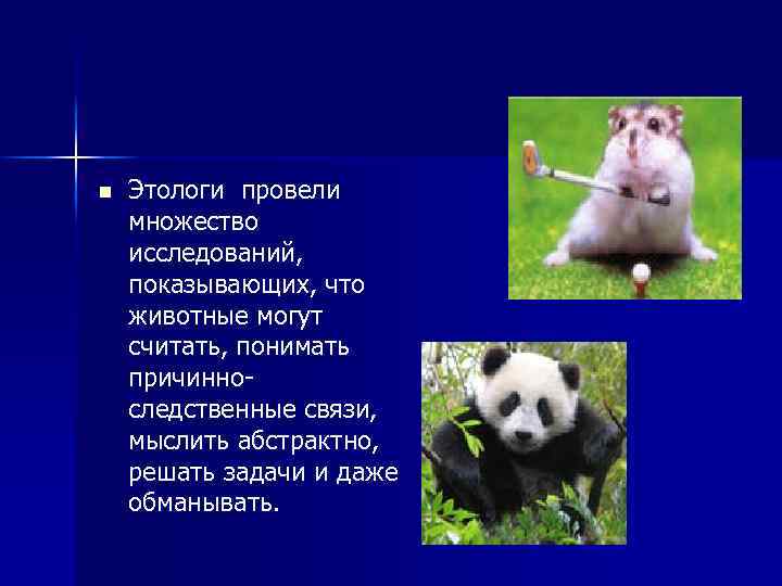 n Этологи провели множество исследований, показывающих, что животные могут считать, понимать причинноследственные связи, мыслить
