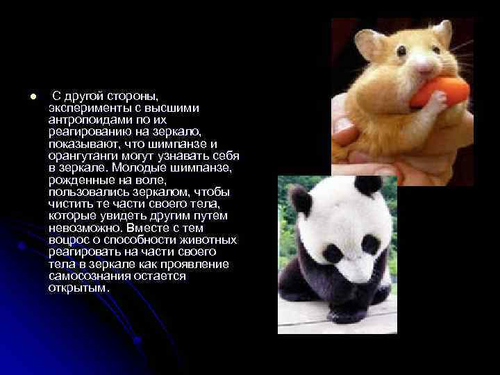 l С другой стороны, эксперименты с высшими антропоидами по их реагированию на зеркало, показывают,