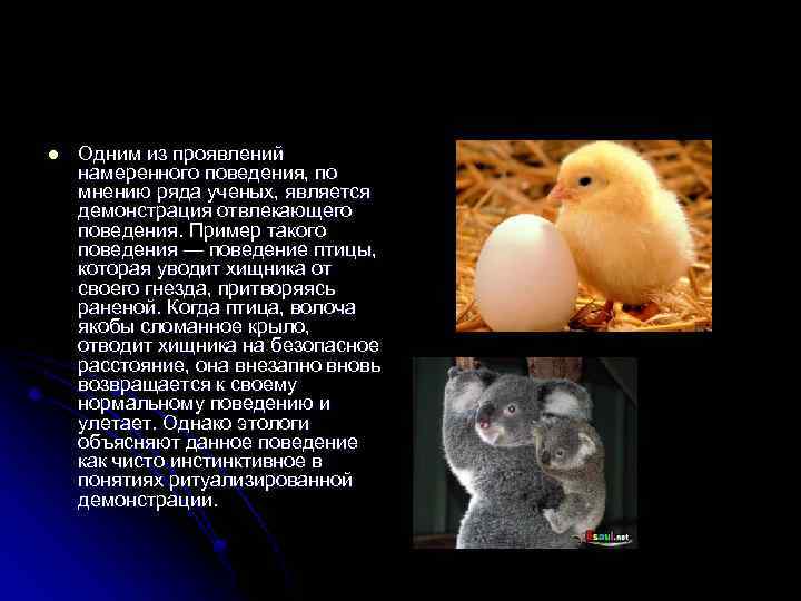 l Одним из проявлений намеренного поведения, по мнению ряда ученых, является демонстрация отвлекающего поведения.