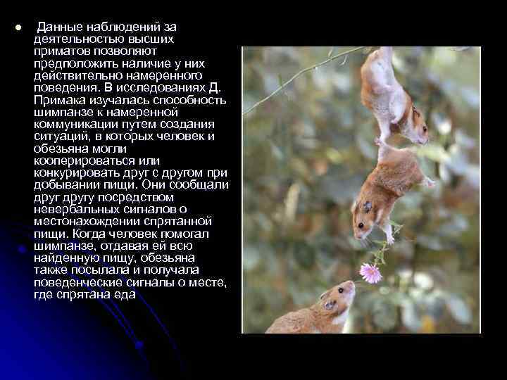 l Данные наблюдений за деятельностью высших приматов позволяют предположить наличие у них действительно намеренного
