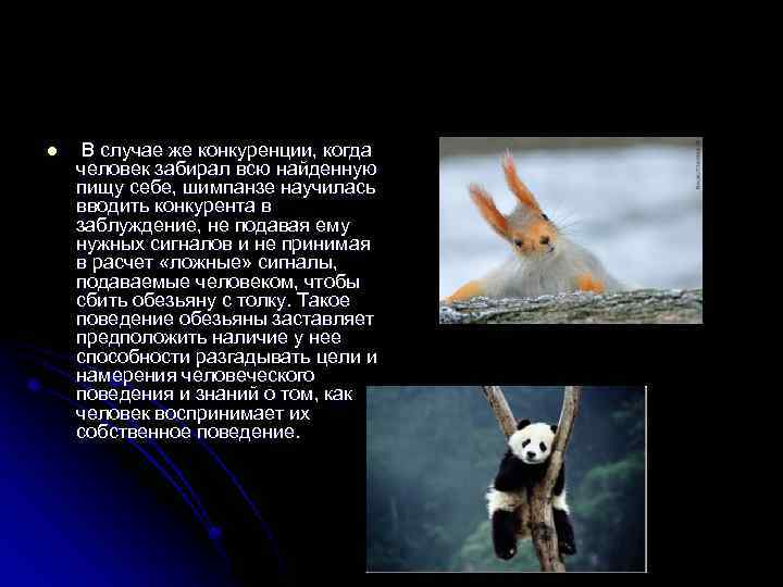 l В случае же конкуренции, когда человек забирал всю найденную пищу себе, шимпанзе научилась