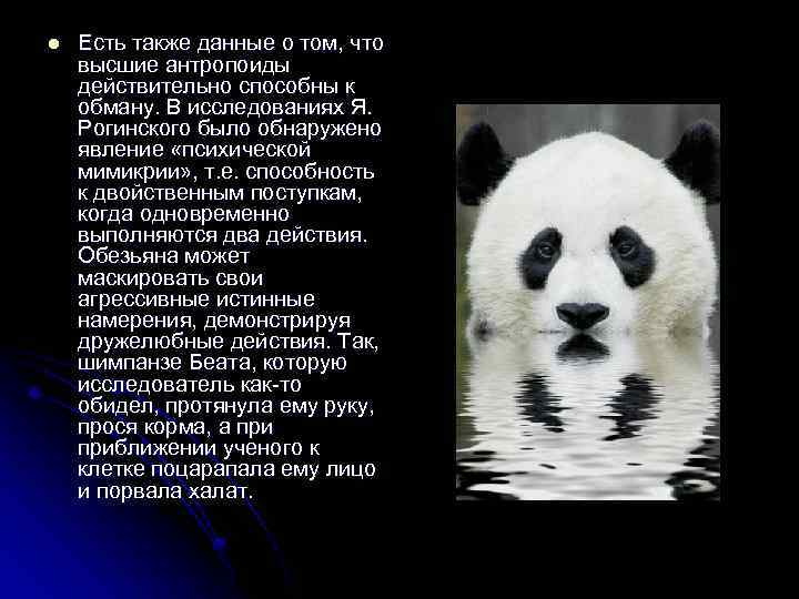 l Есть также данные о том, что высшие антропоиды действительно способны к обману. В
