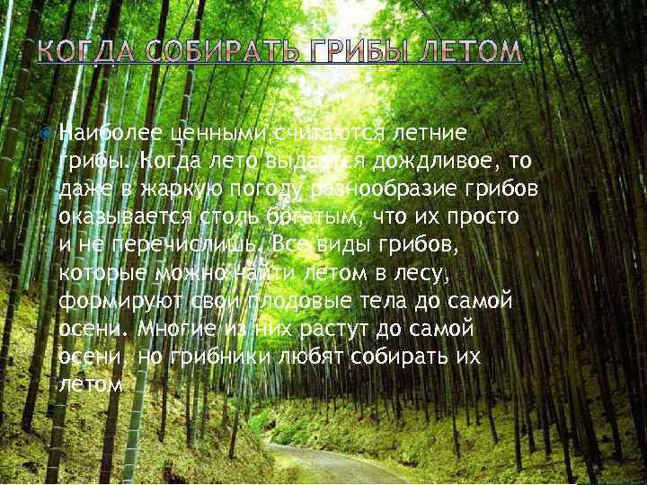  Наиболее ценными считаются летние грибы. Когда лето выдается дождливое, то даже в жаркую