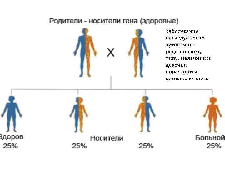 Заболевание наследуется по аутосомнорецессивному типу, мальчики и девочки поражаются одинаково часто 