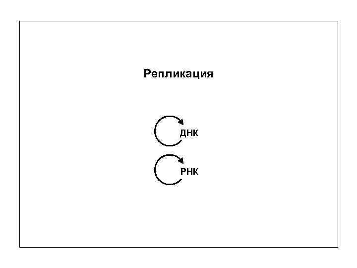 Репликация ДНК РНК 