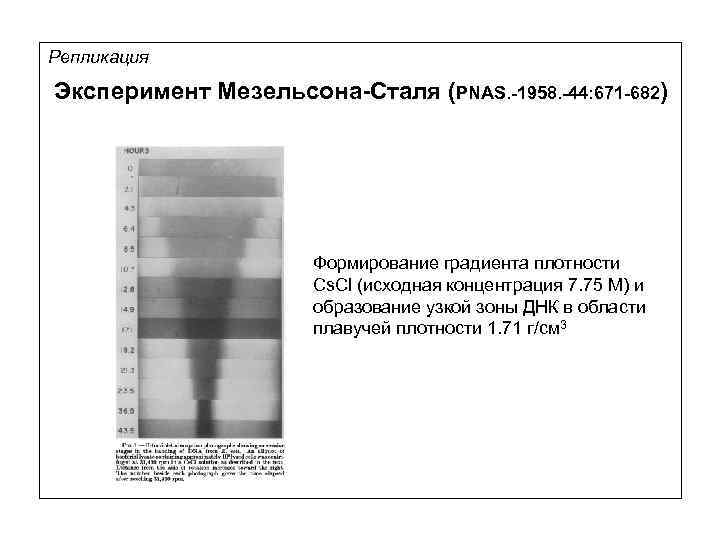 Репликация Эксперимент Мезельсона-Сталя (PNAS. -1958. -44: 671 -682) Формирование градиента плотности Cs. Cl (исходная