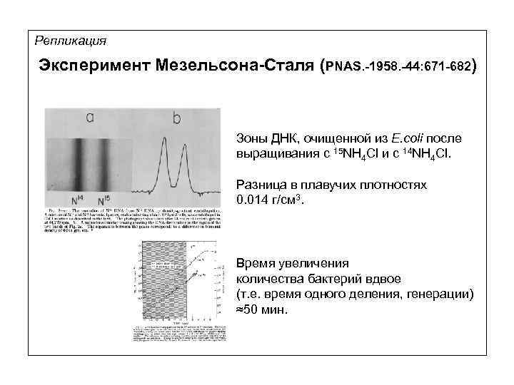 Репликация Эксперимент Мезельсона-Сталя (PNAS. -1958. -44: 671 -682) Зоны ДНК, очищенной из E. coli