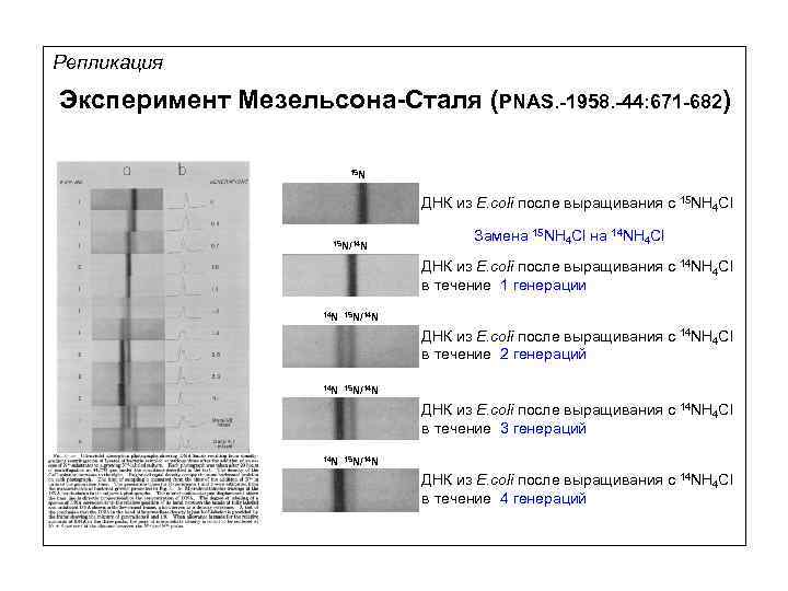 Репликация Эксперимент Мезельсона-Сталя (PNAS. -1958. -44: 671 -682) 15 N ДНК из E. coli