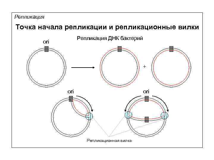 Репликация Точка начала репликации и репликационные вилки Репликация ДНК бактерий ori + ori Репликационная