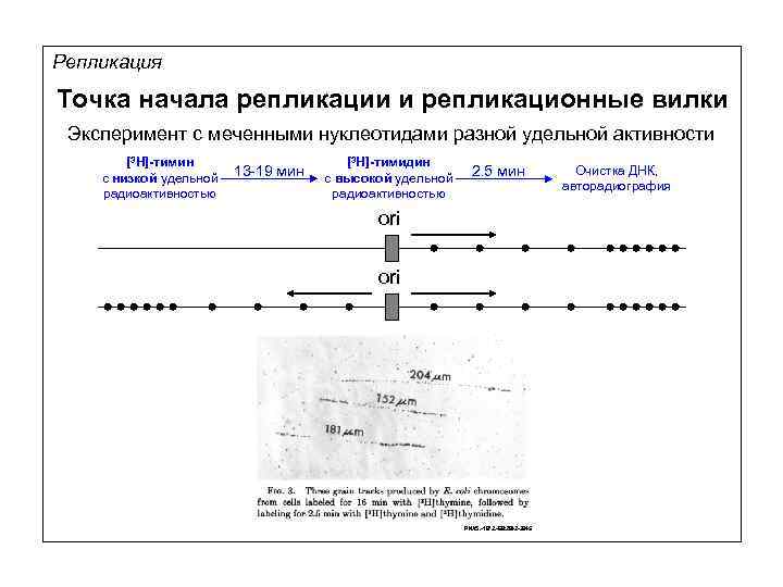 Репликация Точка начала репликации и репликационные вилки Эксперимент с меченными нуклеотидами разной удельной активности