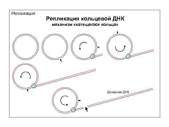 Репликация кольцевой ДНК механизм «катящегося кольца» Дочерняя ДНК 