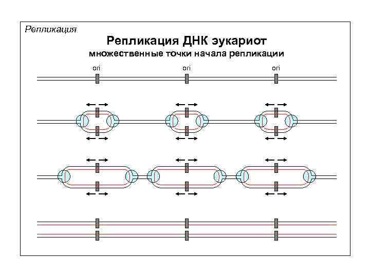 Репликация ДНК эукариот множественные точки начала репликации ori ori 