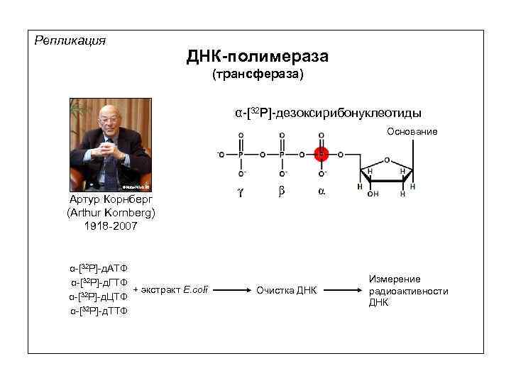 Репликация ДНК-полимераза (трансфераза) α-[32 P]-дезоксирибонуклеотиды Основание © Nobel Web AB Артур Корнберг (Arthur Kornberg)