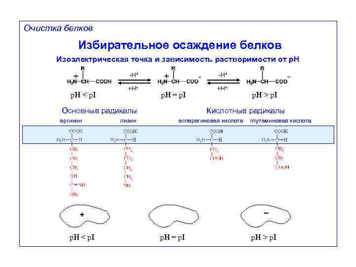 Очистка белков Избирательное осаждение белков Изоэлектрическая точка и зависимость растворимости от p. H -H+