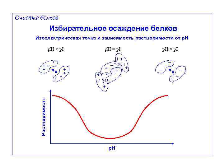 Очистка белков Избирательное осаждение белков Изоэлектрическая точка и зависимость растворимости от p. H <