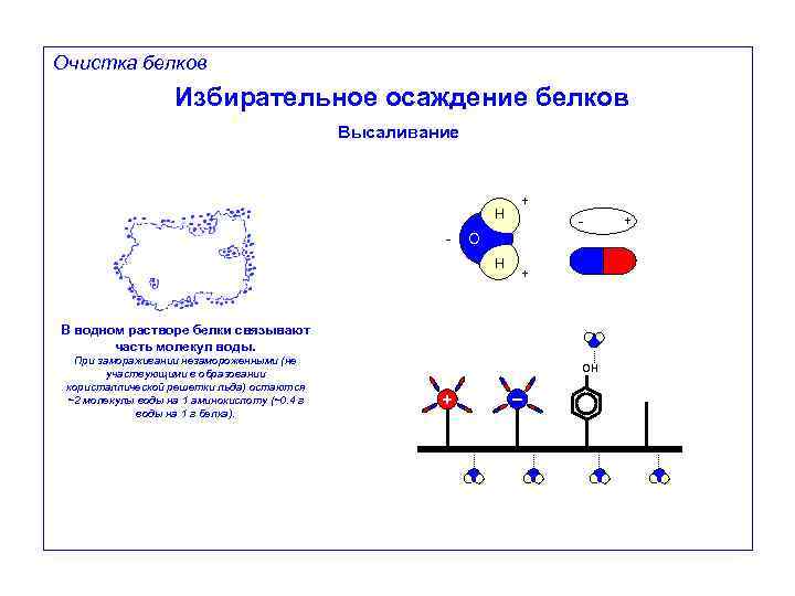 Очистка белков Избирательное осаждение белков Высаливание H + - - O H + В