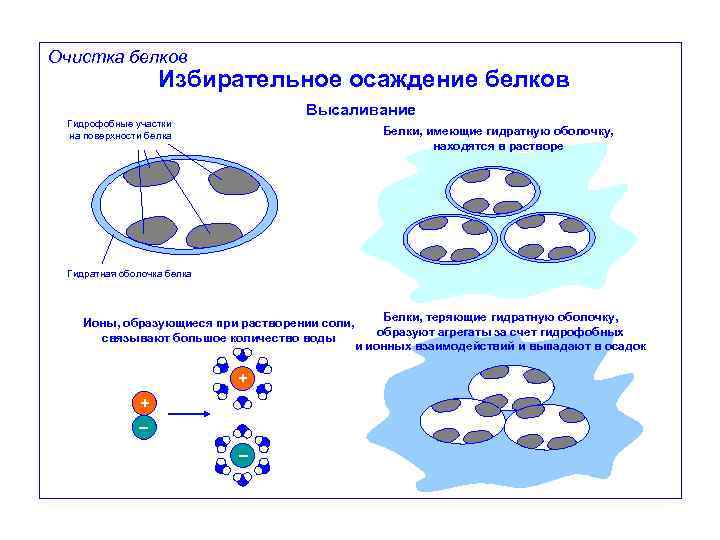 Очистка белков Избирательное осаждение белков Высаливание Гидрофобные участки на поверхности белка Белки, имеющие гидратную