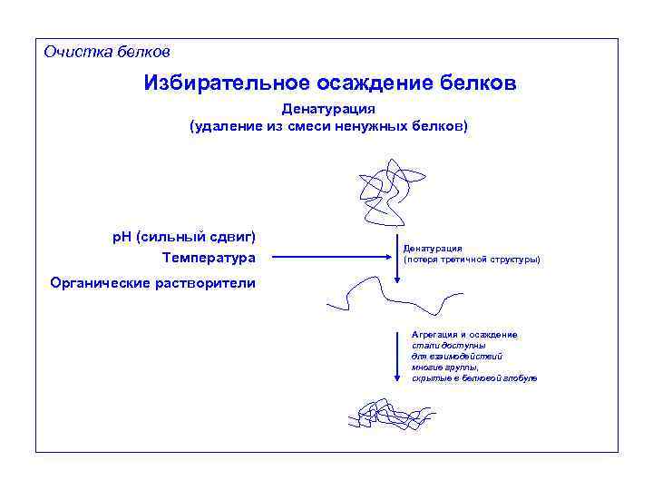 Очистка белков Избирательное осаждение белков Денатурация (удаление из смеси ненужных белков) p. H (сильный