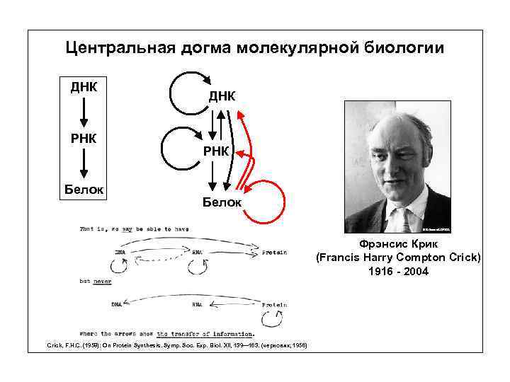 Центральная догма молекулярной биологии ДНК РНК Белок © Bettmann/CORBIS Фрэнсис Крик (Francis Harry Compton