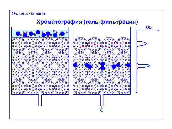 Очистка белков Хроматография (гель-фильтрация) OD 