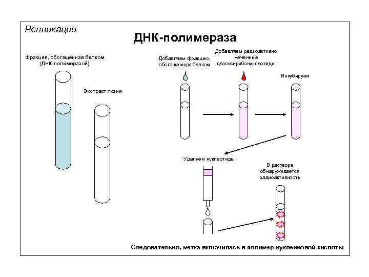 Репликация ДНК-полимераза Фракция, обогащенная белком (ДНК-полимеразой) Добавляем радиоактивно меченные Добавляем фракцию, дезоксирибонуклеотиды обогащенную белком