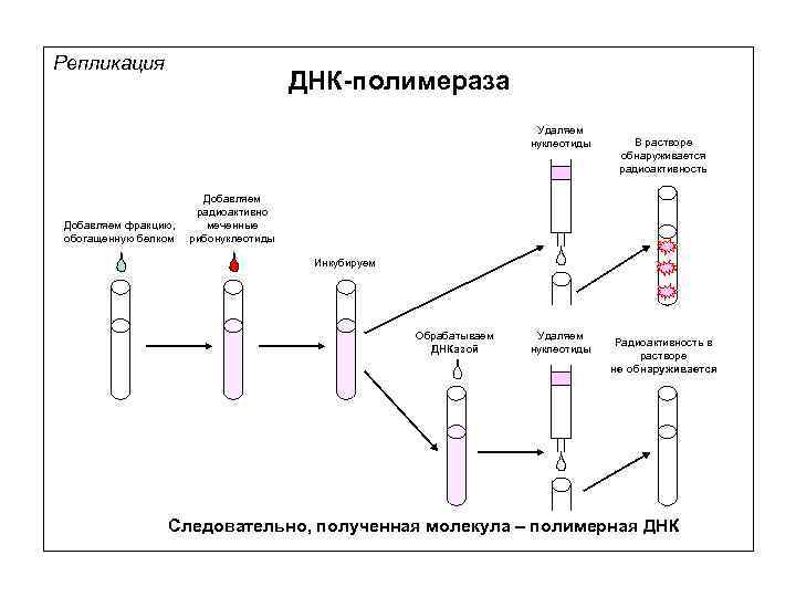 Репликация ДНК-полимераза Удаляем нуклеотиды Добавляем фракцию, обогащенную белком В растворе обнаруживается радиоактивность Добавляем радиоактивно