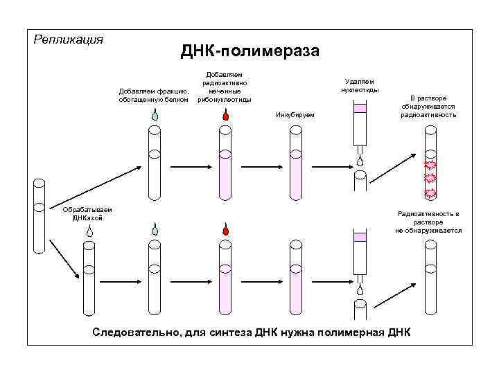 Репликация ДНК-полимераза Добавляем фракцию, обогащенную белком Добавляем радиоактивно меченные рибонуклеотиды Удаляем нуклеотиды Инкубируем Обрабатываем