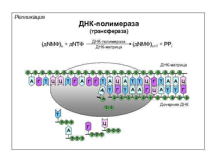 Репликация ДНК-полимераза (трансфераза) ДНК-полимераза ДНК-матрица (д. NМФ)n + д. NТФ (д. NМФ)n+1 + PPi