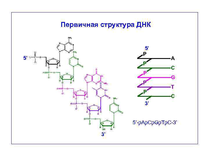 Рнк в 1с как расшифровывается