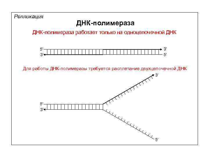 Репликация ДНК-полимераза работает только на одноцепочечной ДНК 3’ 5’ 5’ 3’ Для работы ДНК-полимеразы