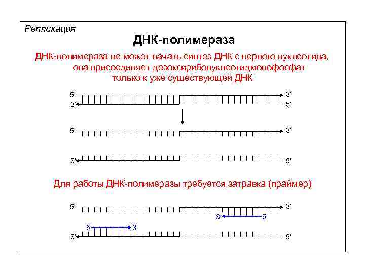 Репликация днк рнк полимераза. Репликация ДНК полимераза. ДНК полимераза 1 функции. Затравка ДНК полимеразы. Репликация ДНК полимераза рибонуклеотиды.