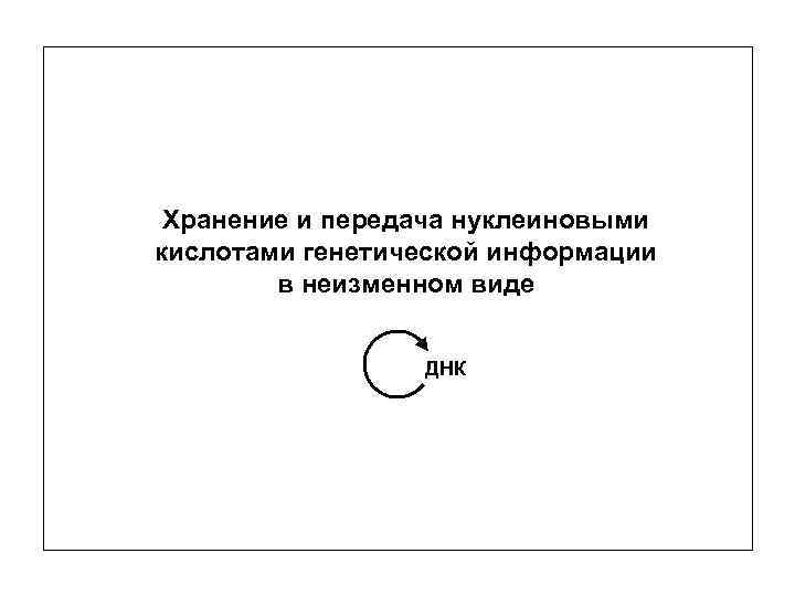 Хранение и передача нуклеиновыми кислотами генетической информации в неизменном виде ДНК 