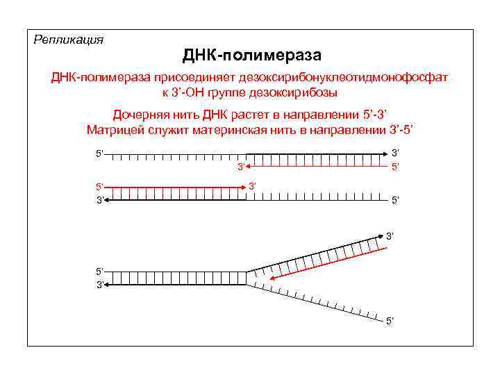 Репликация ДНК-полимераза присоединяет дезоксирибонуклеотидмонофосфат к 3’-ОН группе дезоксирибозы Дочерняя нить ДНК растет в направлении