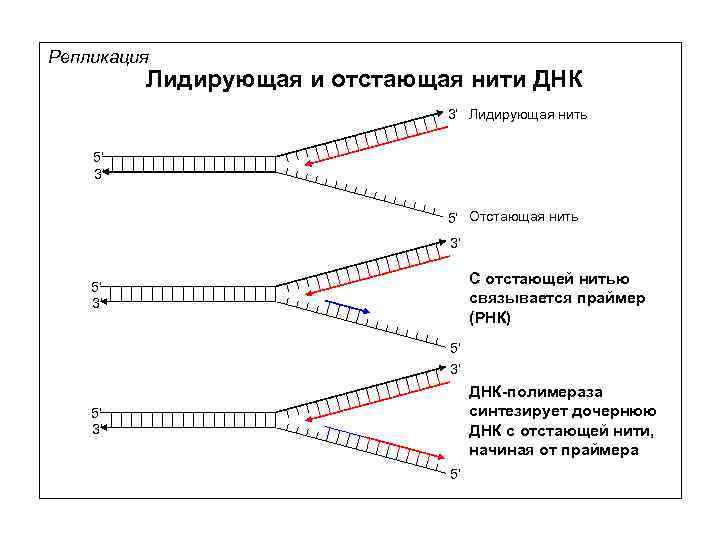 Репликация Лидирующая и отстающая нити ДНК 3’ Лидирующая нить 5’ 3’ 5’ Отстающая нить