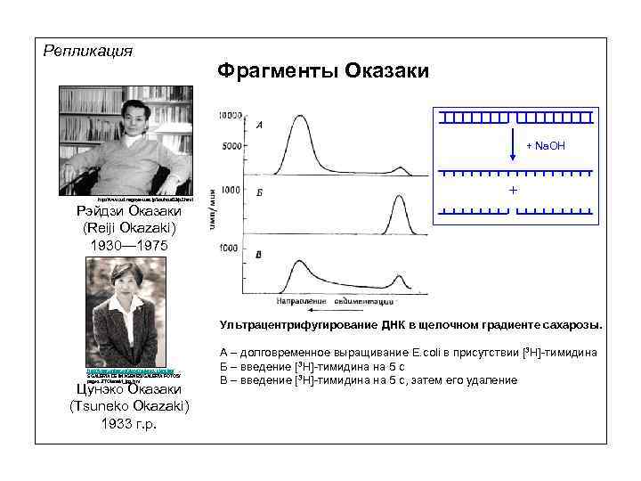 Репликация Фрагменты Оказаки + Na. OH http: //www. sci. nagoya-u. ac. jp/kouhou/03/p 2. html