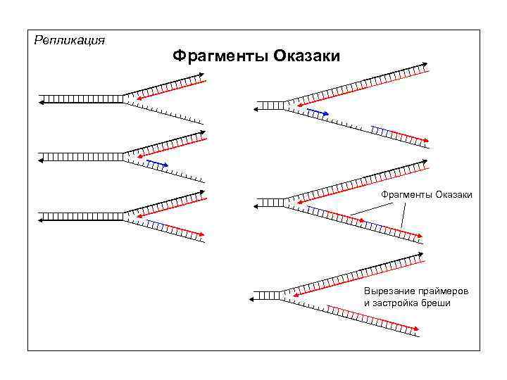 Репликация Фрагменты Оказаки Вырезание праймеров и застройка бреши 