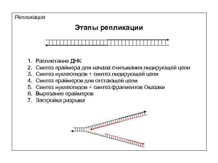 Фазы днк