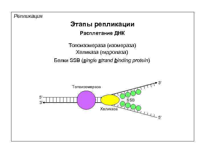 Схема размножения фага м13 и доказательство наличия рнк затравки при репликации днк